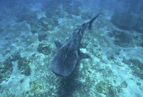 Whale shark in the Philippines.