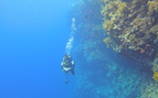 underwater photo of a diver next to a coral covered wall in blue water