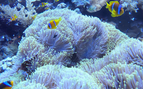 underwater photo showing healthy anemones with clown fish